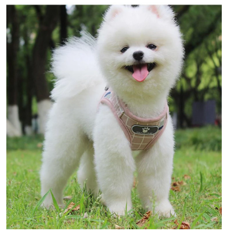 Dog Vest with Traction Rope for Walking