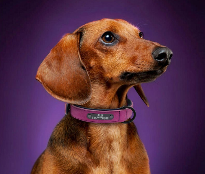 Personalized Engraved Dog Collar with Bell for Pets