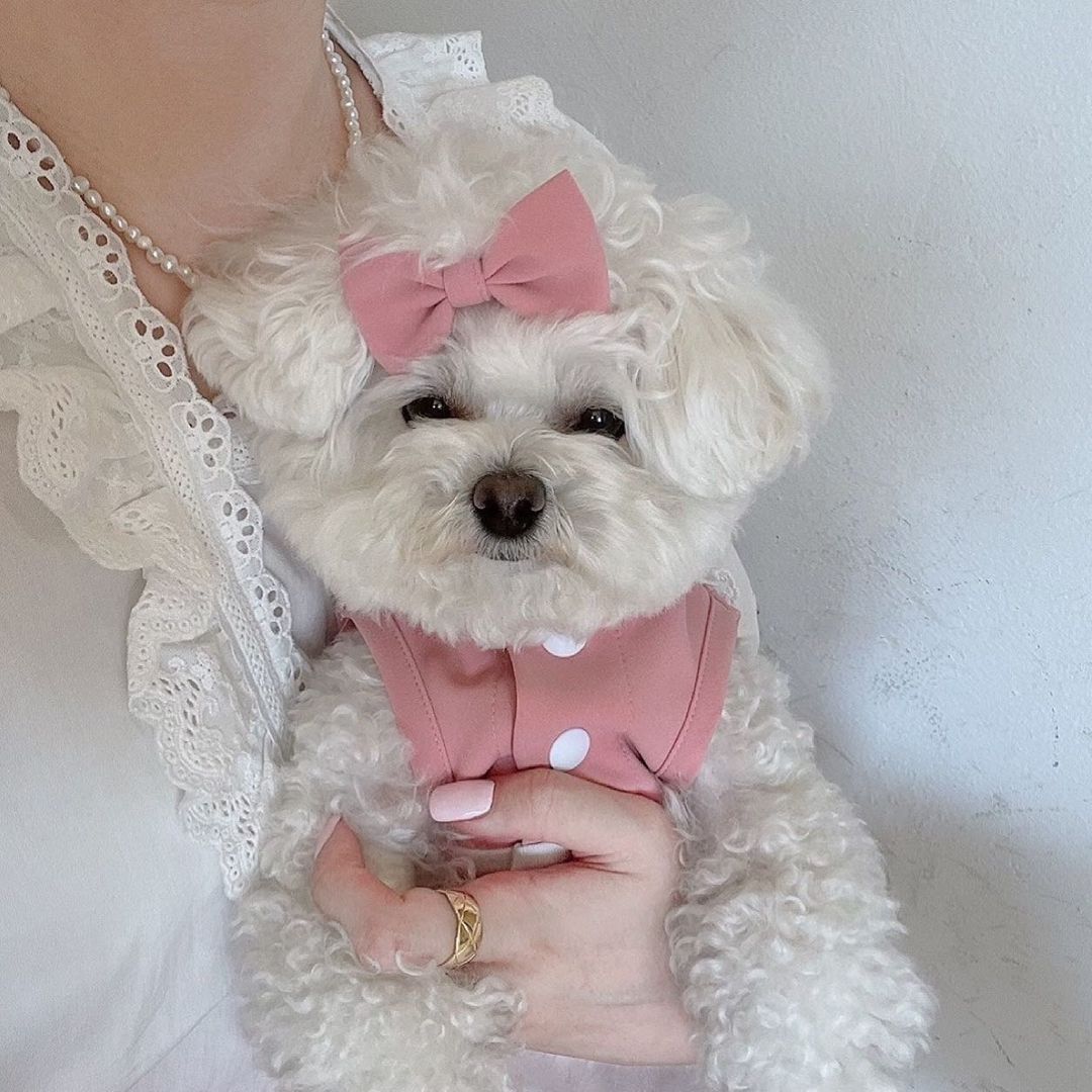 Lace Skirt for Dogs and Cats