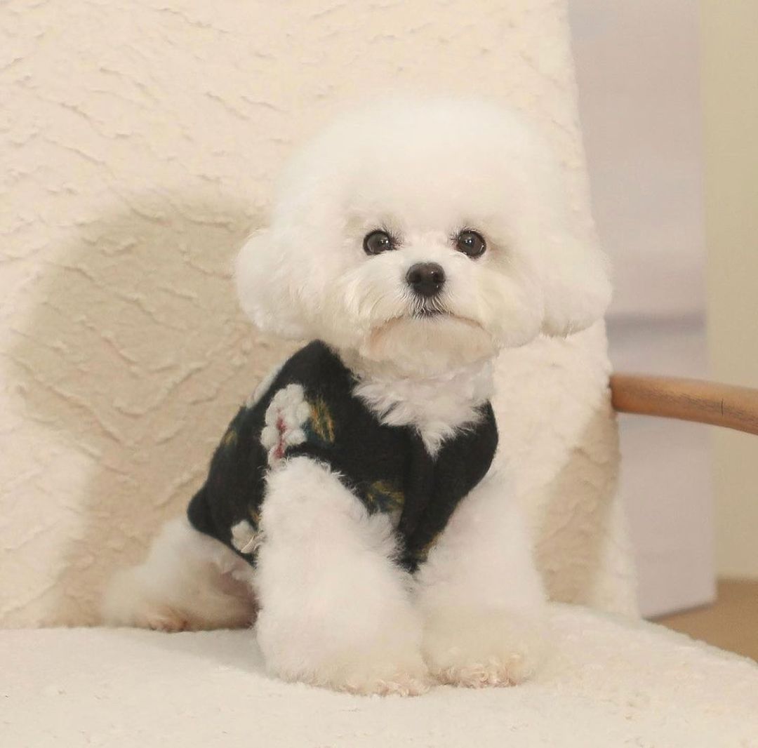 Warm Lamb Wool Flower Dog Sweater