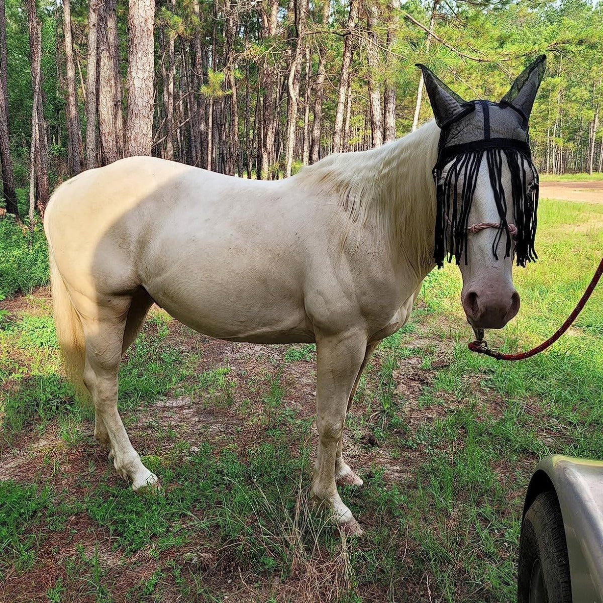 Summer Mosquito Protection Horse Mask