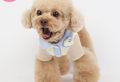 New Color Thin Cotton Cardigan for Pets (Spring/Summer)