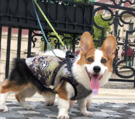 Winter Warm Hooded Coat for Small Dogs and Cats - view 71