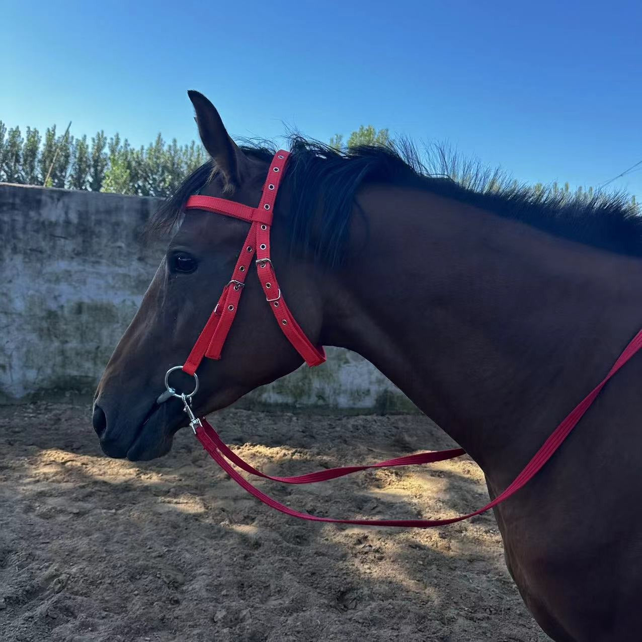 Horse Halter Rope Bridle Fiber