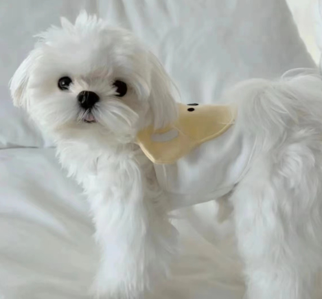 Fashionable Thin Spring and Autumn Dog Clothes