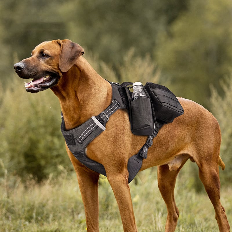 Comfortable Waterproof Dog Leash and Chest Strap