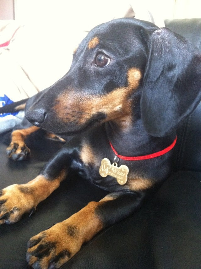 Custom Engraved Metal Dog Tag for Pets (Teddy & Golden)