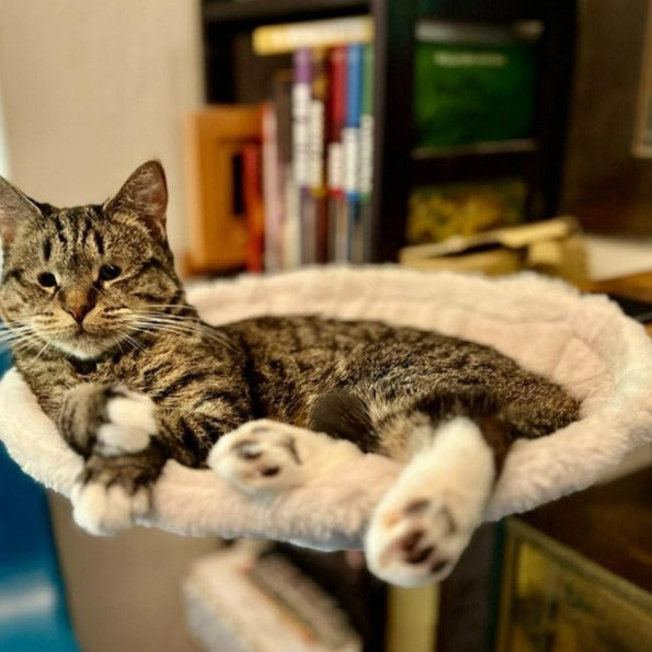 Adjustable Cat Hammock Kitten Bed