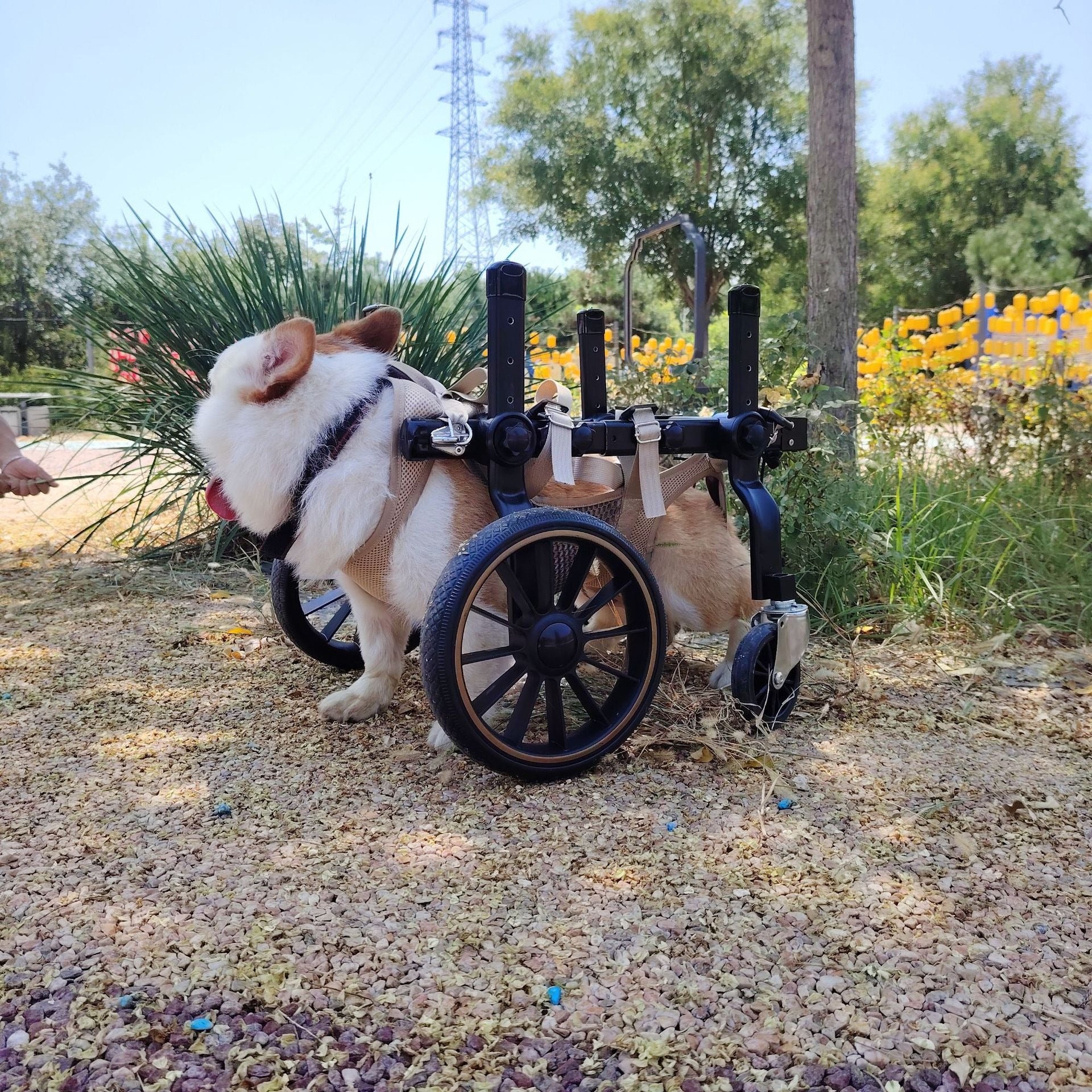 Dog Wheelchair for Disabled Dogs
