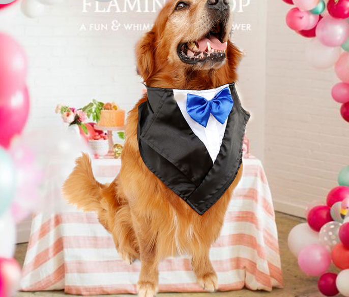 Triangle Scarves and Pet Scarves Collection