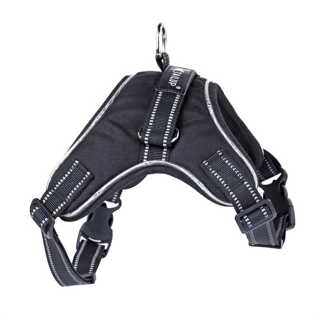 Glowing Dog Collar for Safety and Style