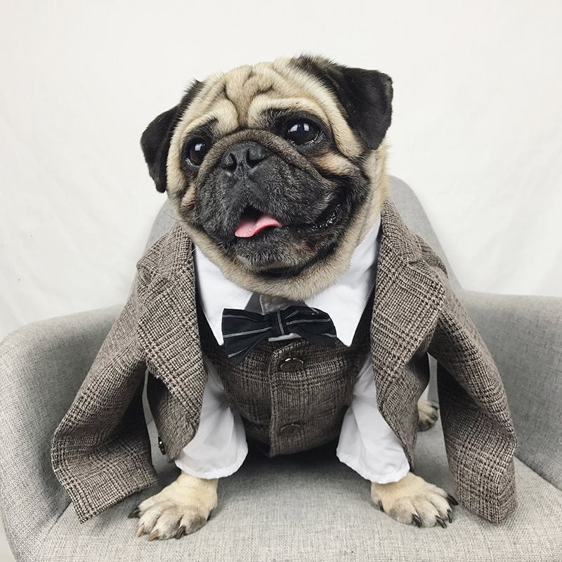 Dog Suit for French Bulldogs - Pet Wedding Attire