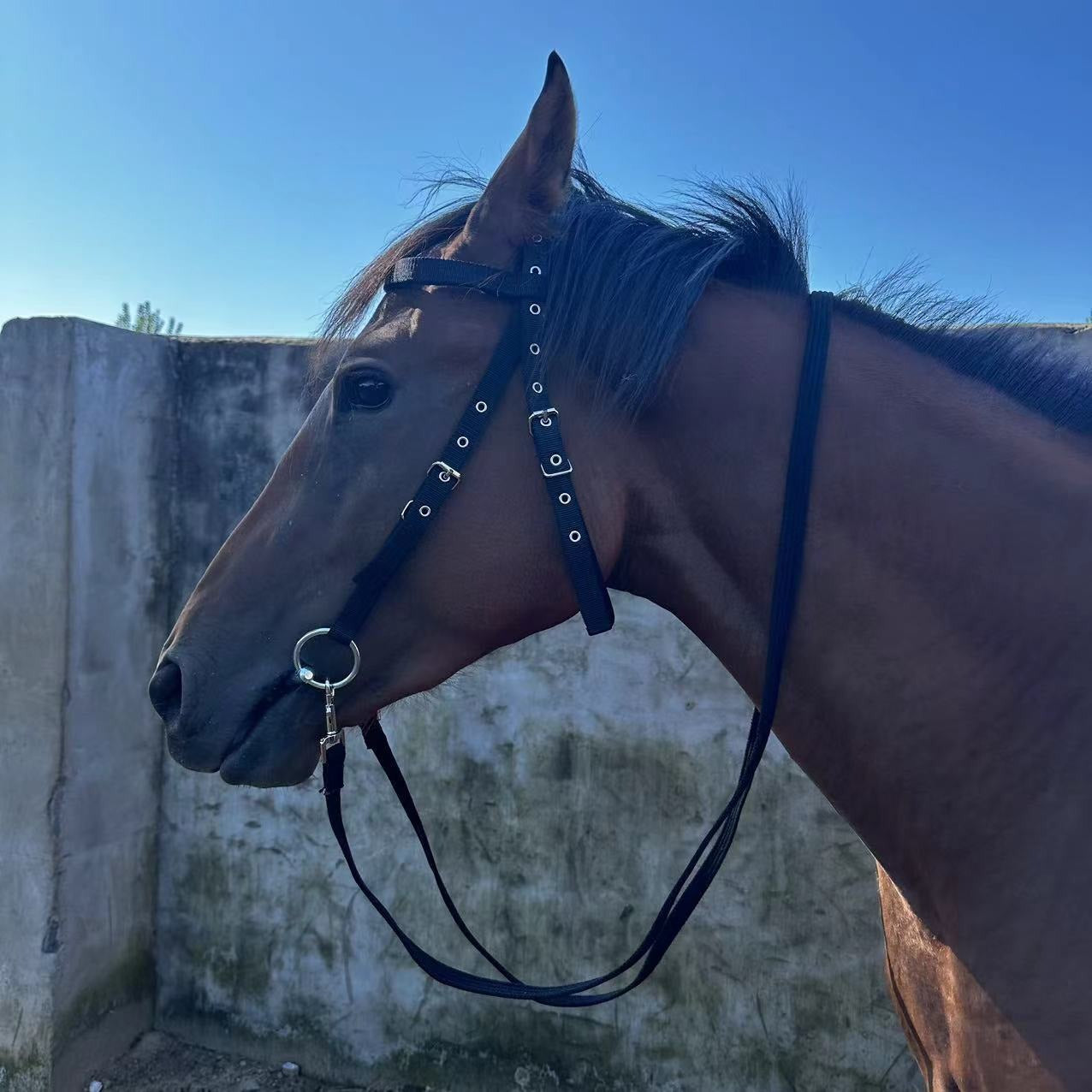 Horse Halter Rope Bridle Fiber