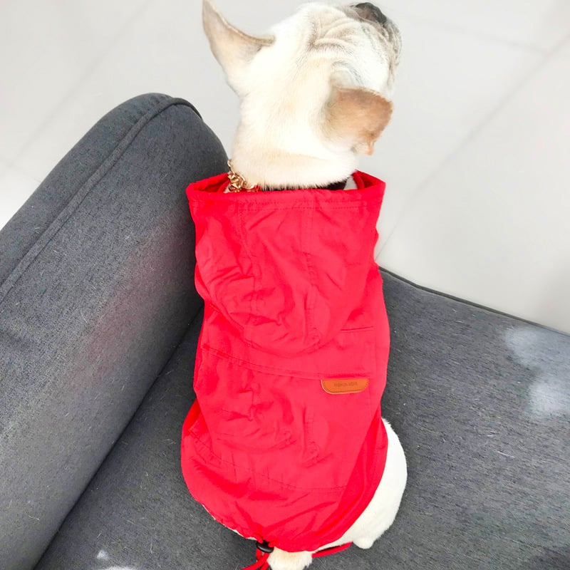 Dog Sunscreen for Skin Protection