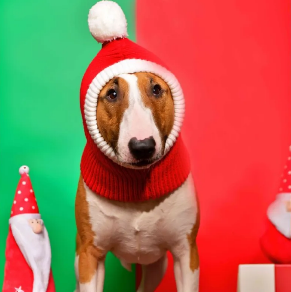 Woolen Pet Hat for Autumn & Winter