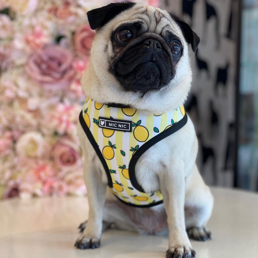 Breathable Mesh Lemon Pattern Pull Rope Bag