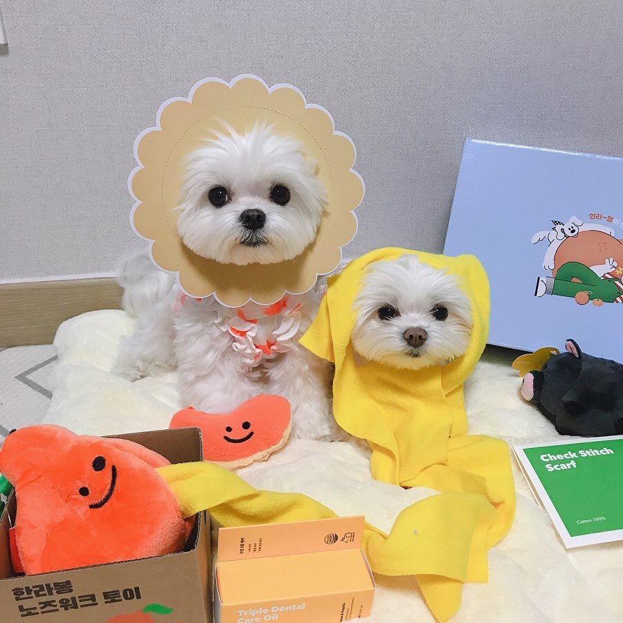 Korean Dog Sniffing Toy with Sound for Pets