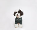 INS Wind Letter Print Simple T-Shirt for Pets