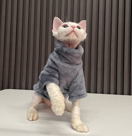"Fashionable Clothing for Hairless Cats"