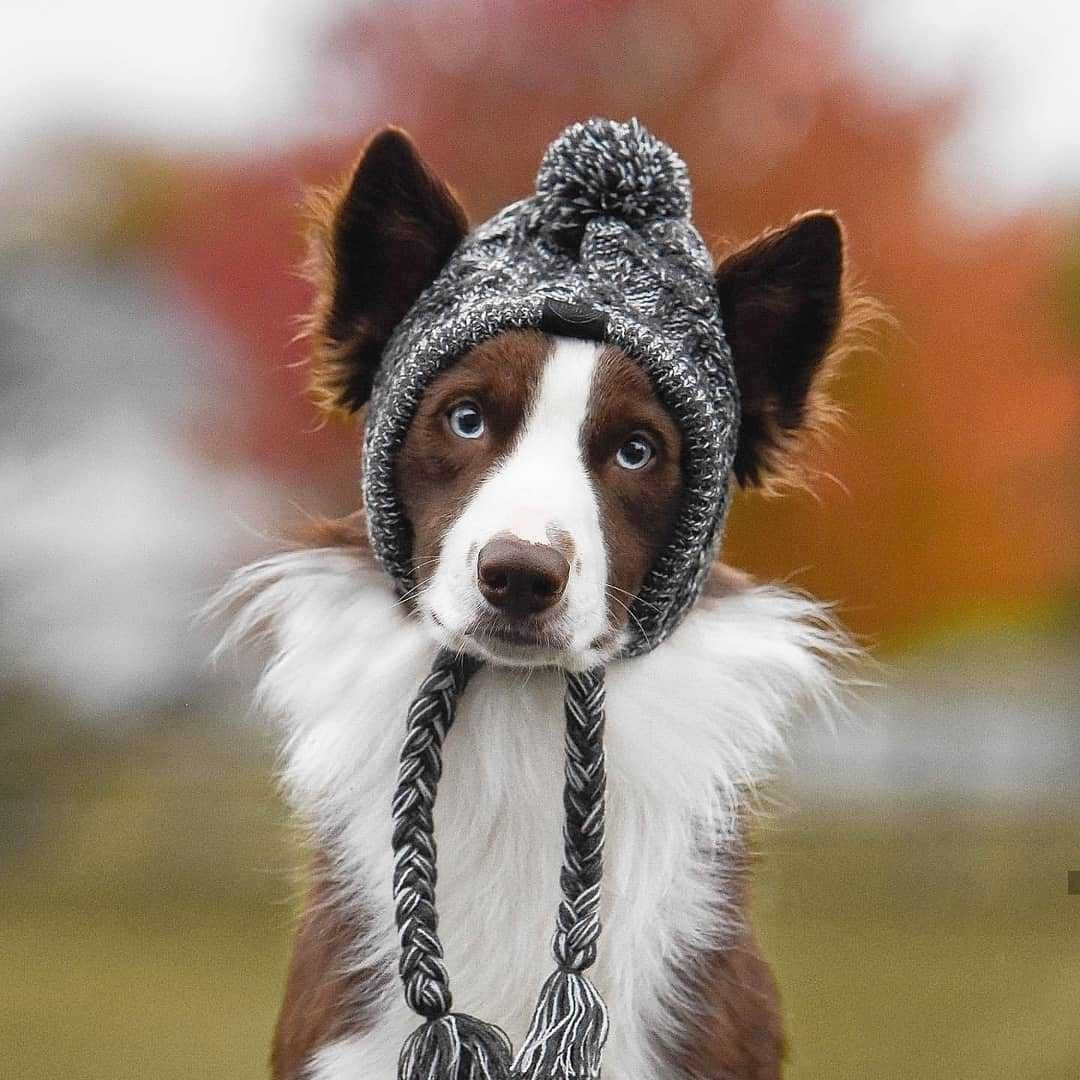 Winter Dog Pom Hat Knitted Warm