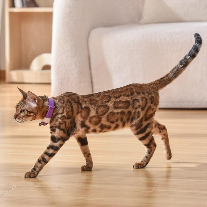 Interactive Laser Cat Collar