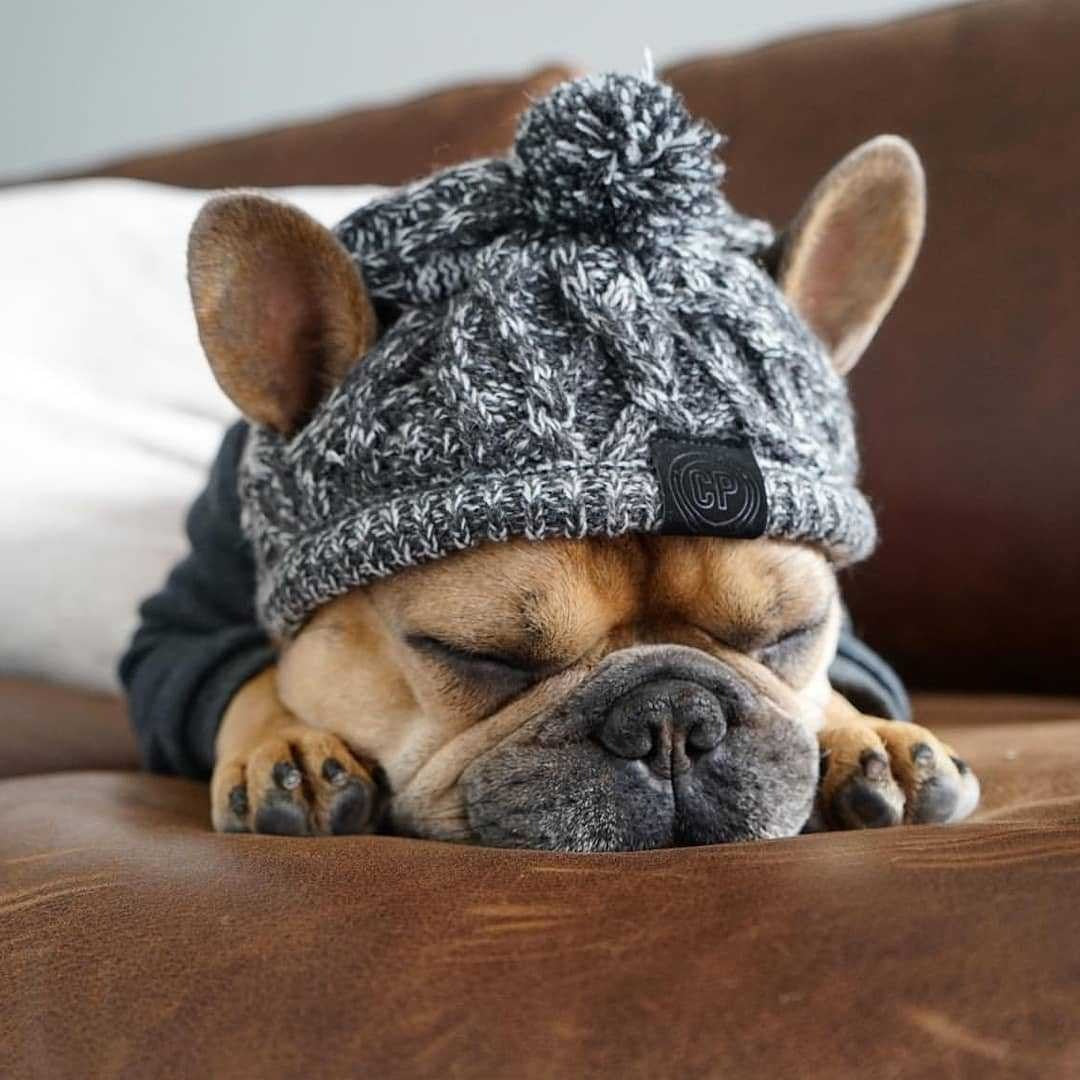 Winter Dog Pom Hat Knitted Warm
