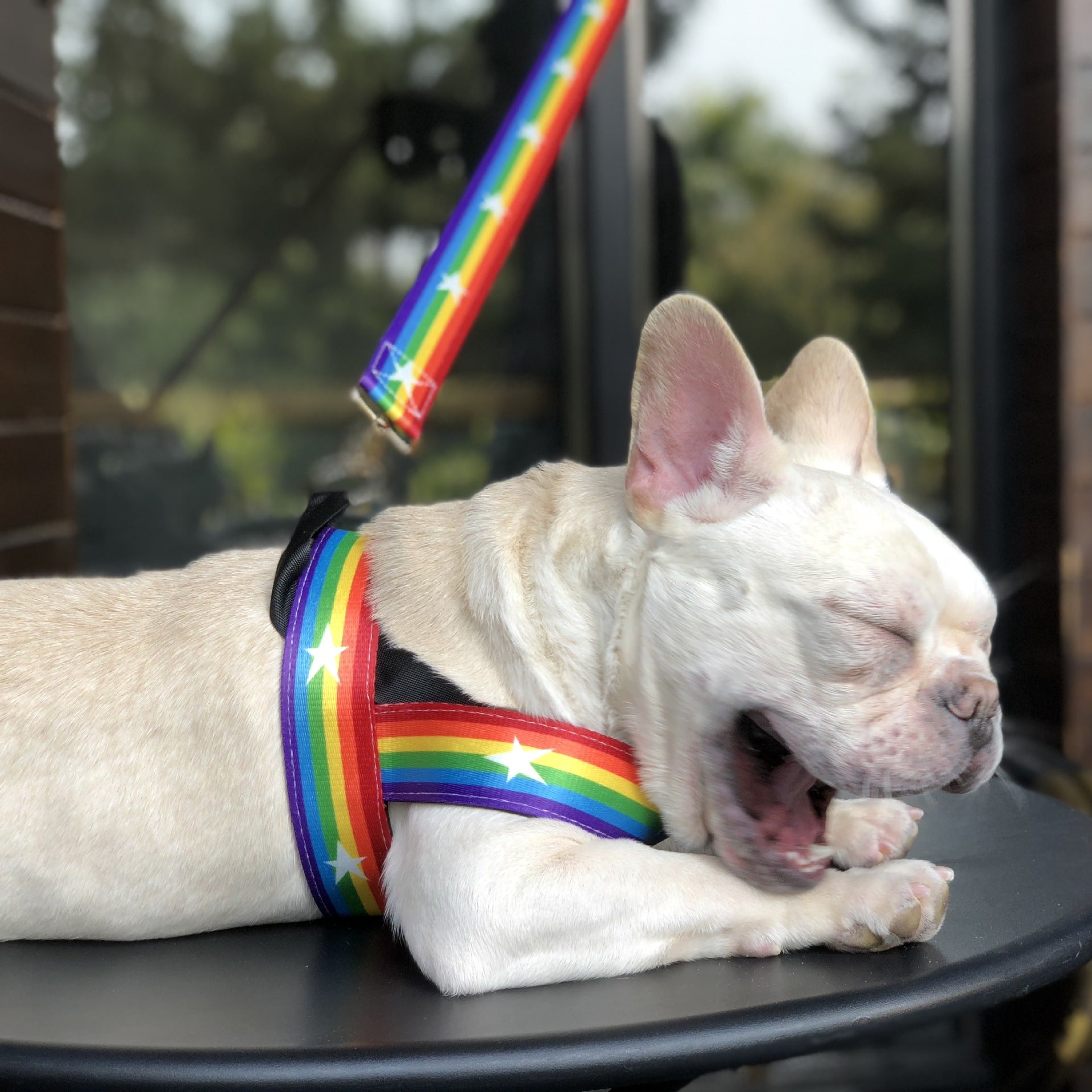 Cool Rainbow Dog Leash with Harness for Various Breeds