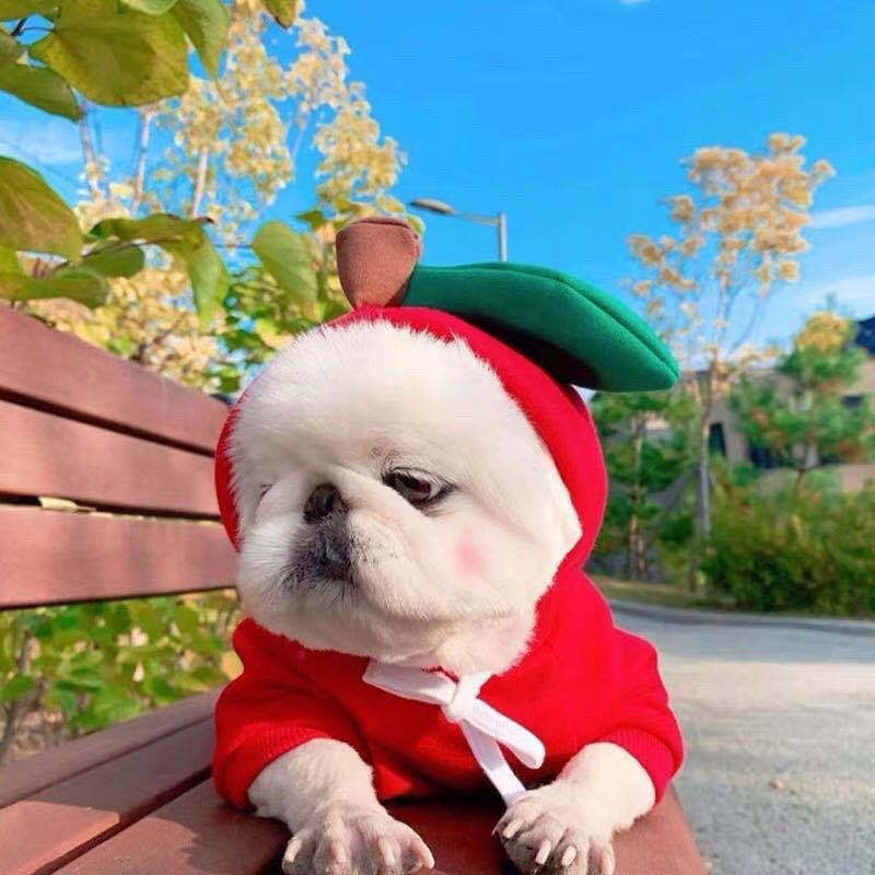 Cute Two-Legged Cat and Dog Clothing for Autumn/Winter