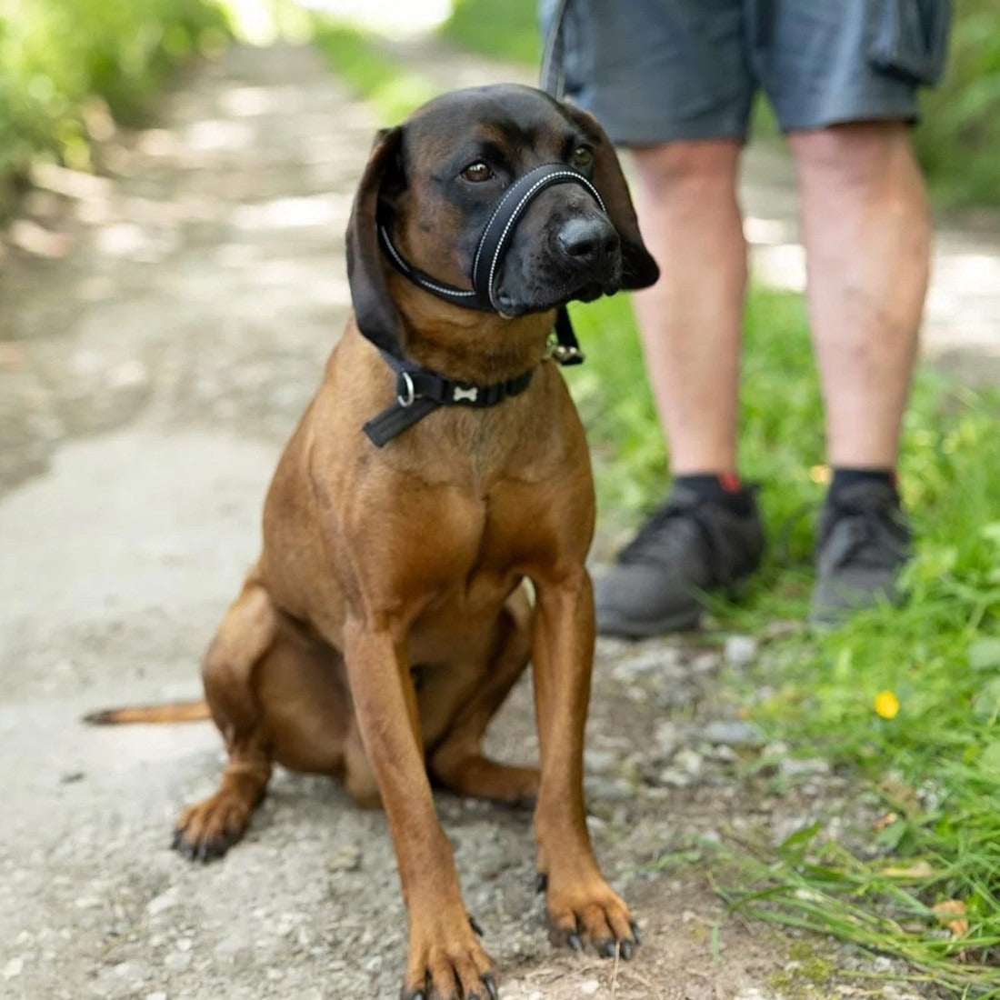 Anti-Bite Muzzle Leash for Dogs with Waste Bag Dispenser