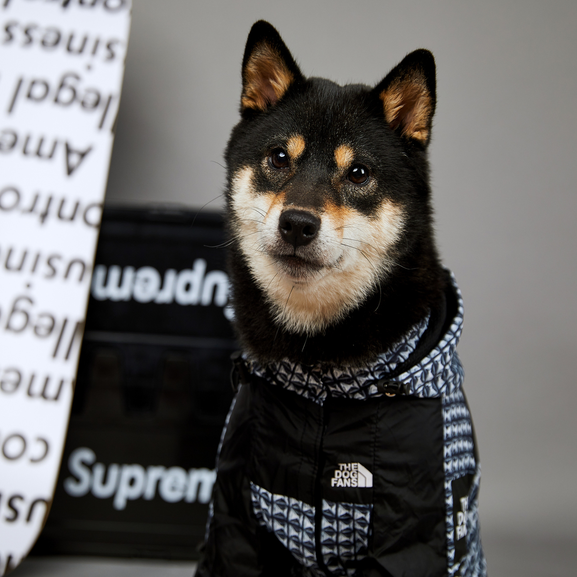 Dog Raincoat