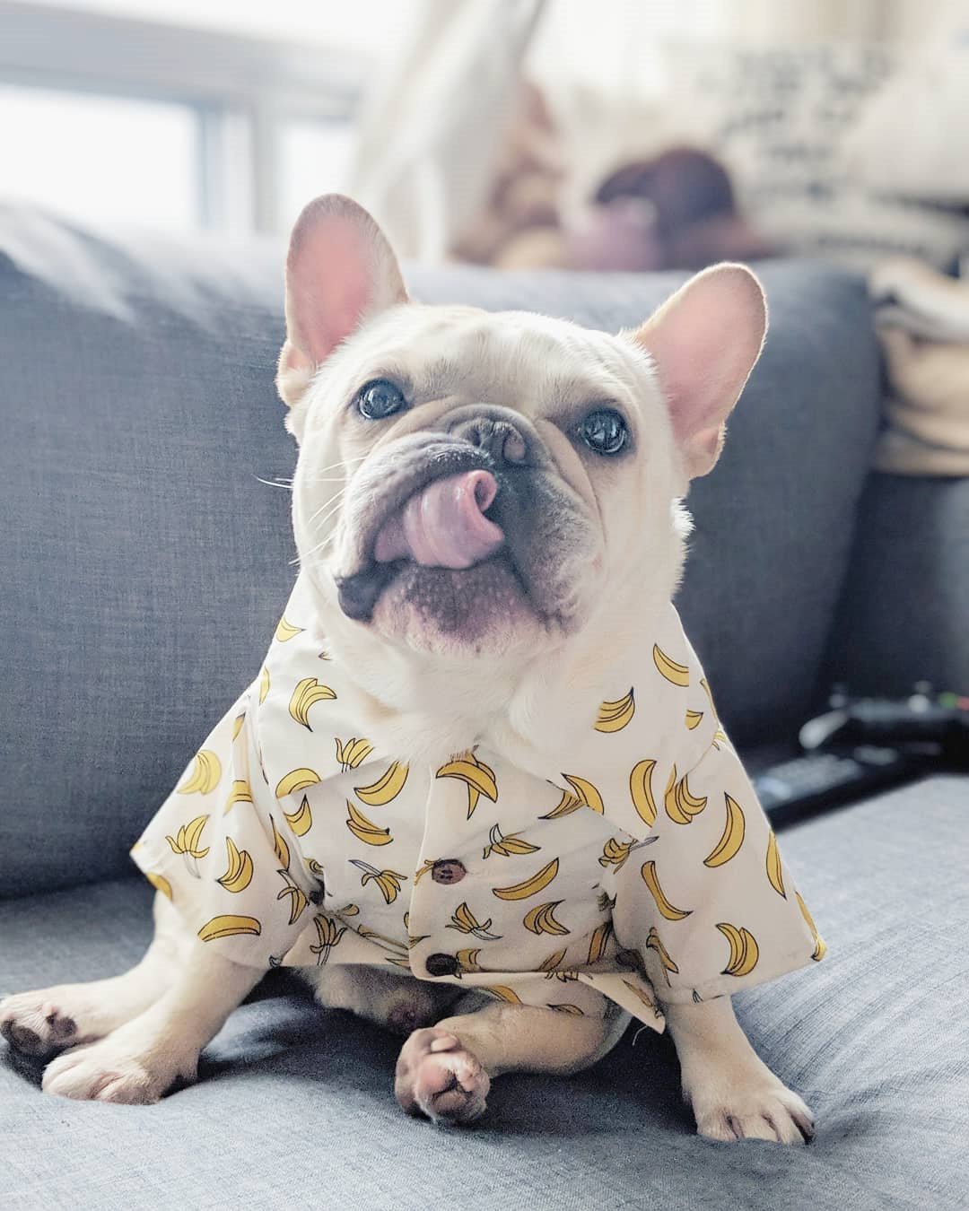 Summer Printed Cotton Clothes for Small Dogs