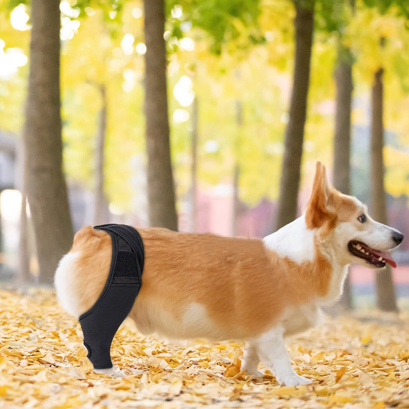 Dog Knee Brace Support for Joint Recovery
