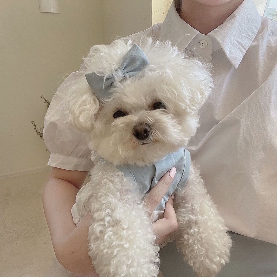 Lace Skirt for Dogs and Cats