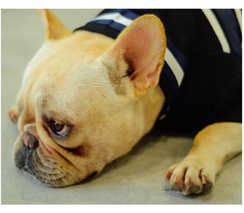 Pet Clothing for Medium Dogs - Autumn/Winter Collection