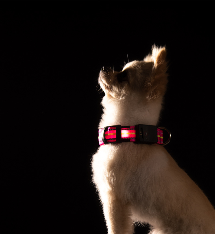 LED Dog Collar with Reflective Strips