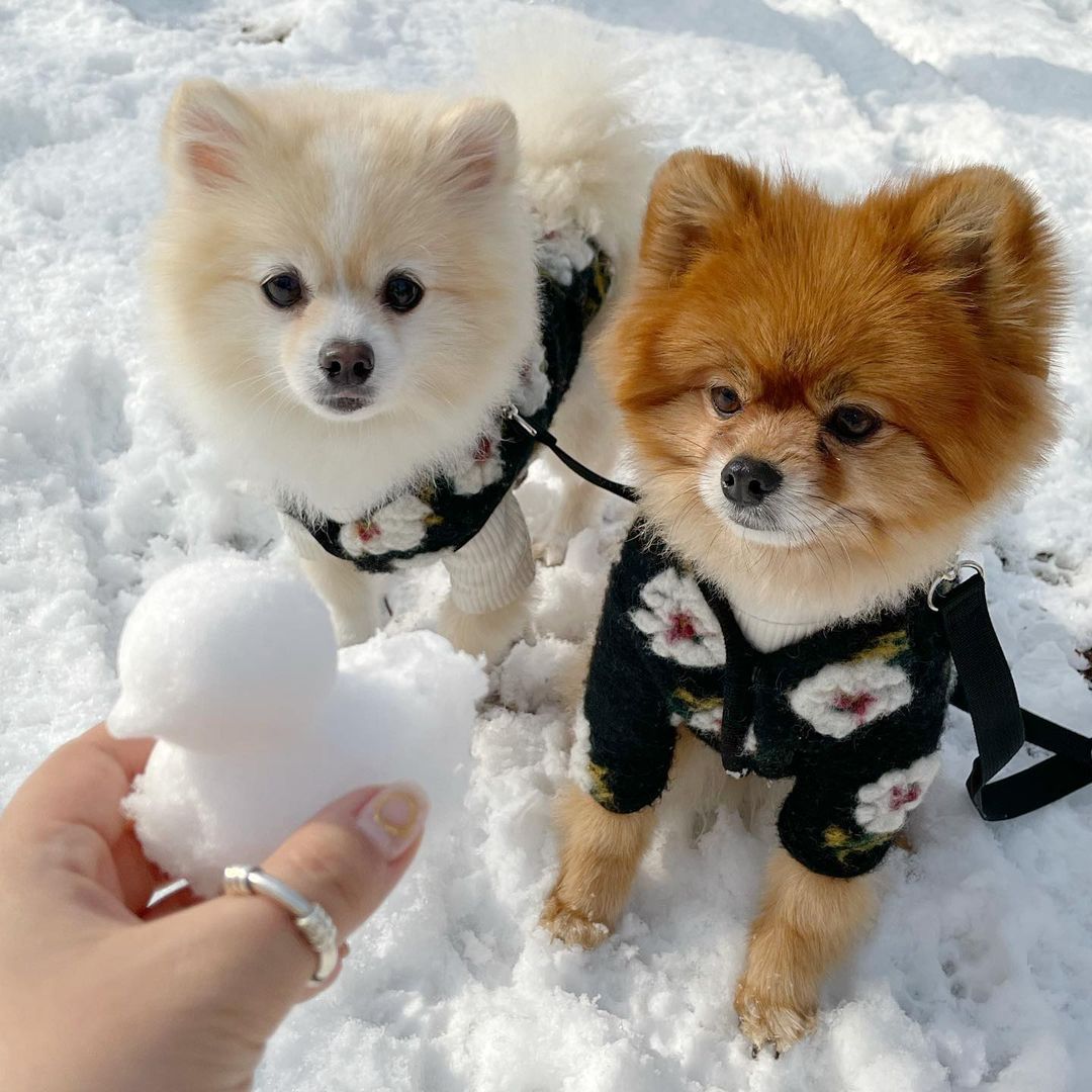 Warm Lamb Wool Flower Dog Sweater