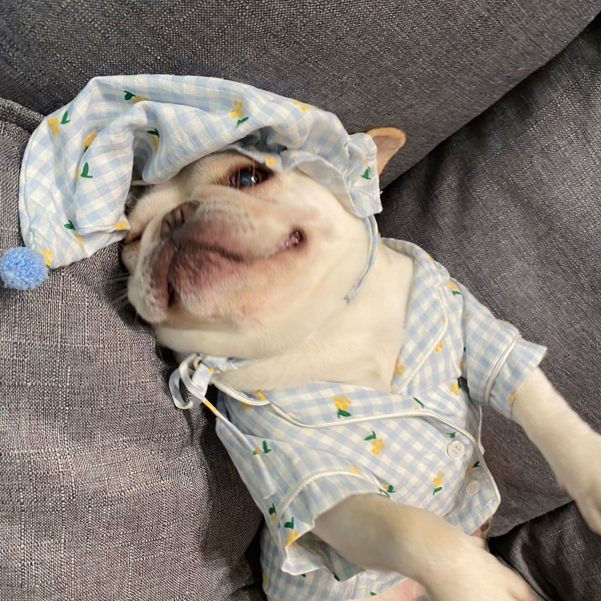 Teddy Schnauzer Clothing for Dogs and Cats