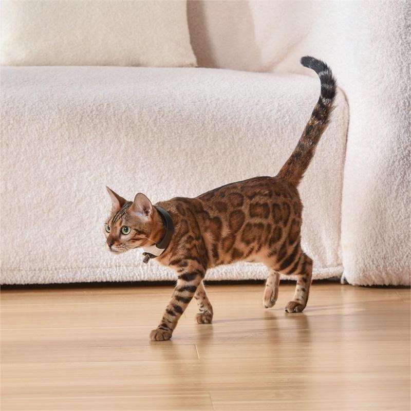 Pet Cat Toy with Laser Collar for Interactive Play