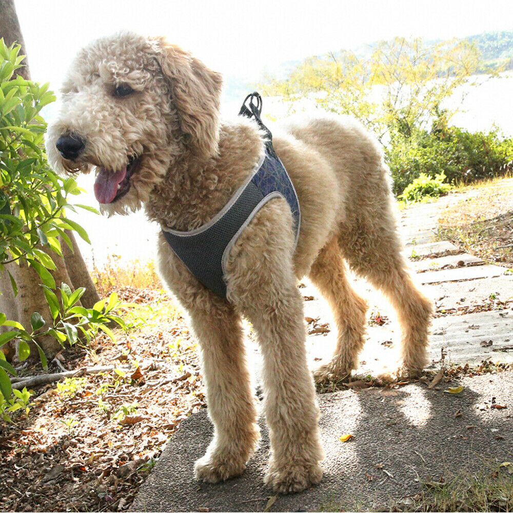 2020 Dog Harness Leash for Small Breeds, Reflective Nylon
