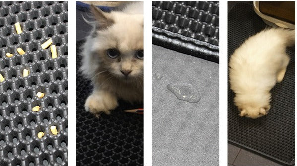 Double-Layer Cat & Dog Massage Mat