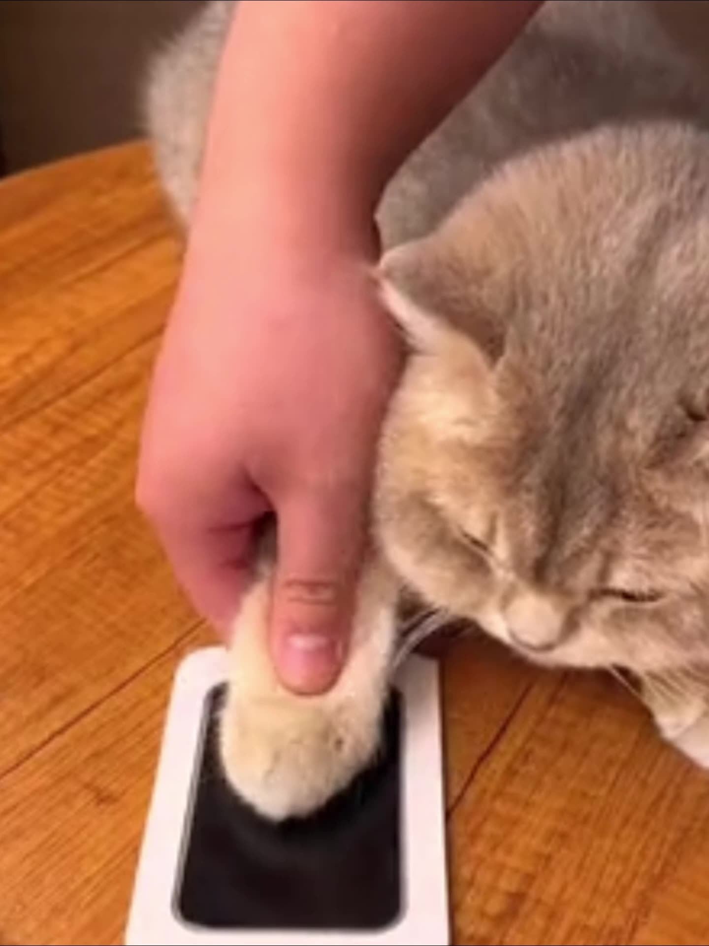 Children & Pets Fingerprint Photo Album DIY