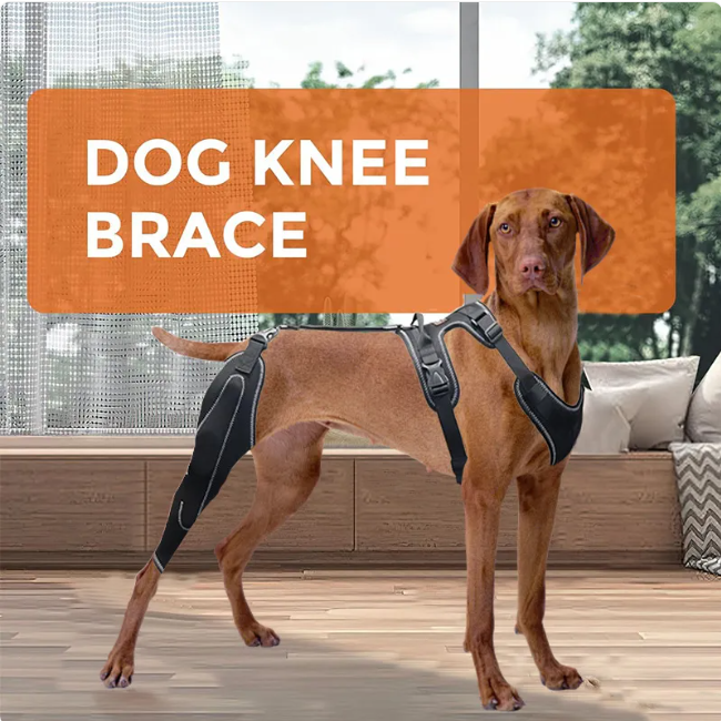Canine Recovery Thigh Sleeve – Adjustable Post-Surgery Support