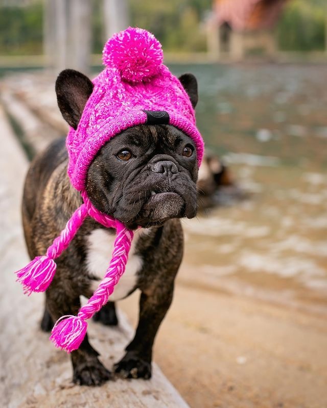 Wool Ball Knitted Dog Hat