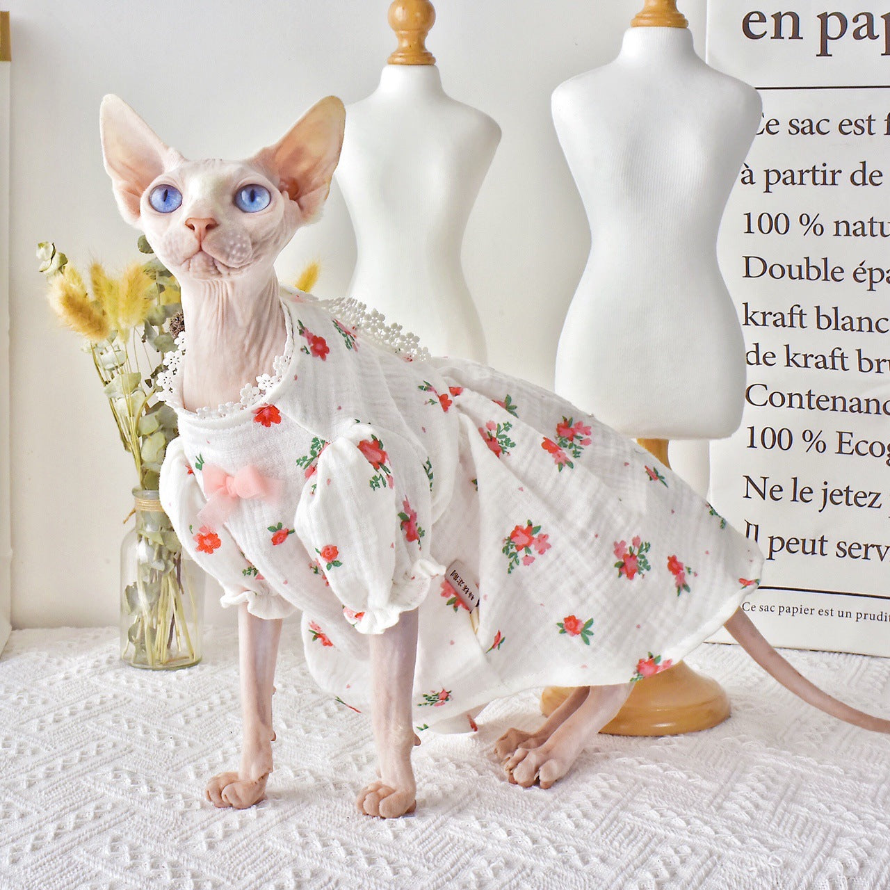 Botrytis Sphinx Hairless Cat for Summer