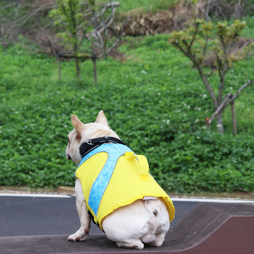 Bright Color Contrast Dog Life Jacket and Swimsuit