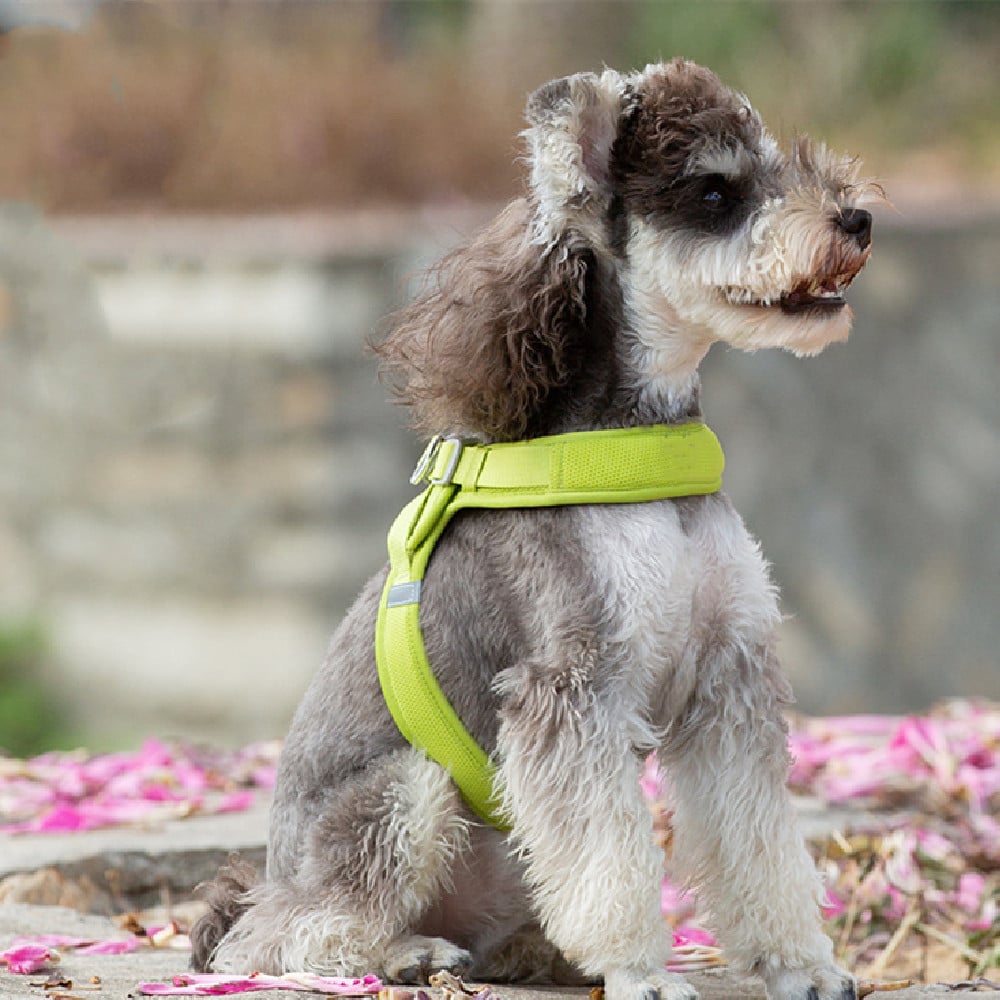 Soft Breathable Light Dog Vest with Heart Design