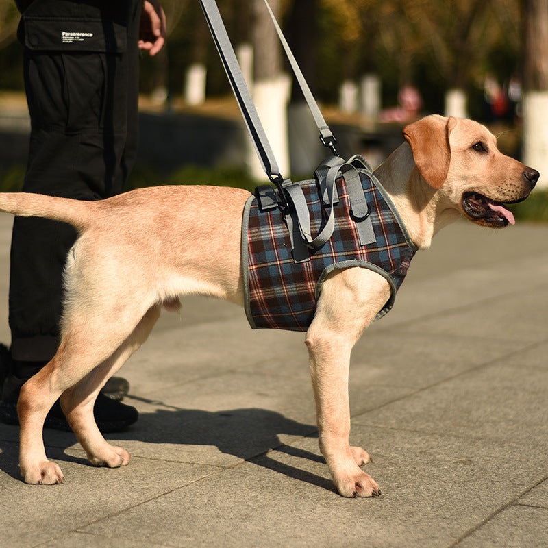 Fashionable Belt for Senior Dogs with Unique Style
