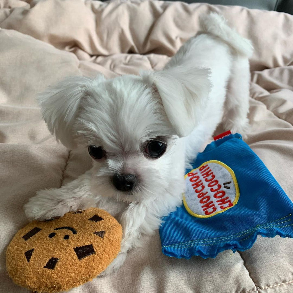 Korean Dog Toy with Sound - Fun Cookie Shape