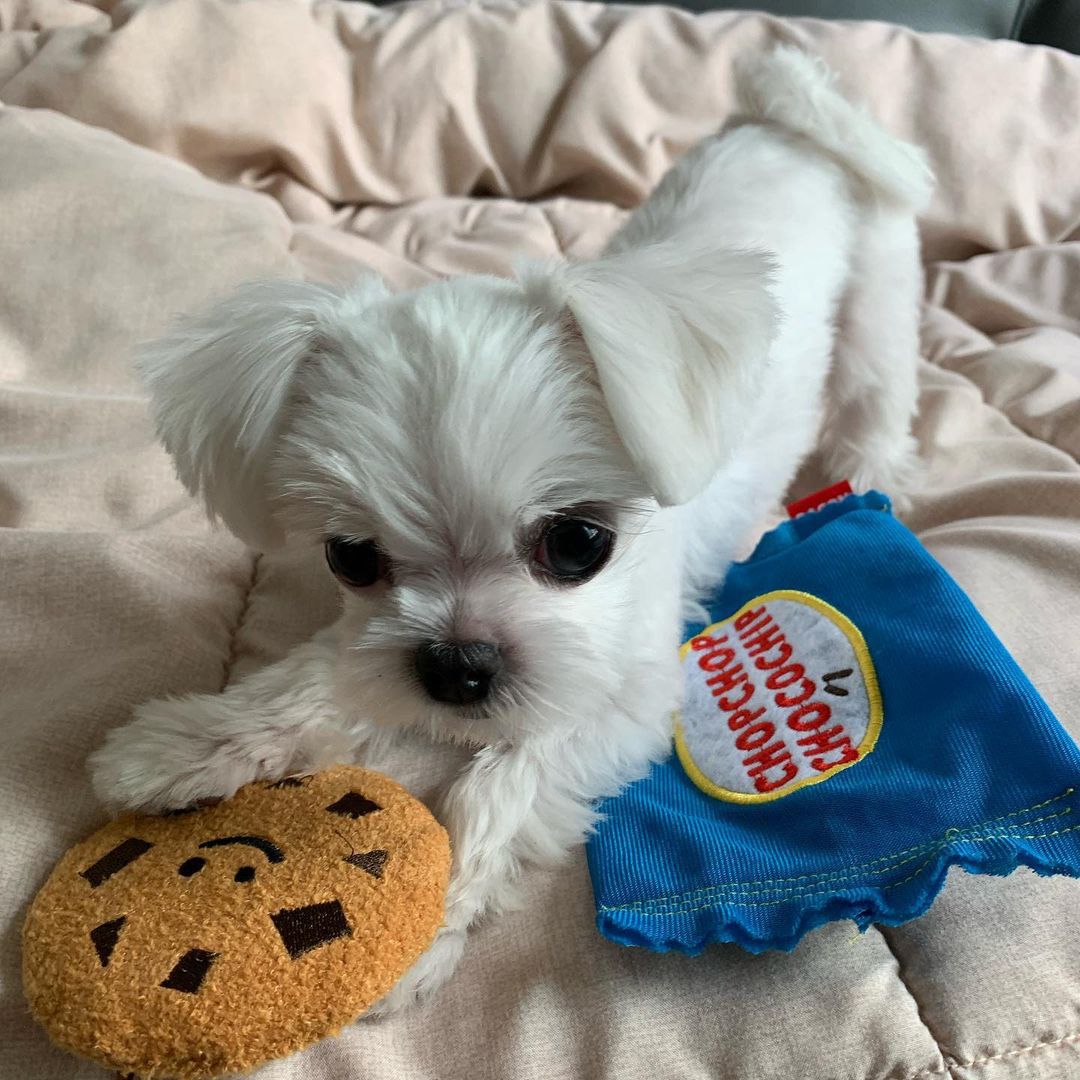 Korean Dog Toy with Sound - Fun Cookie Shape