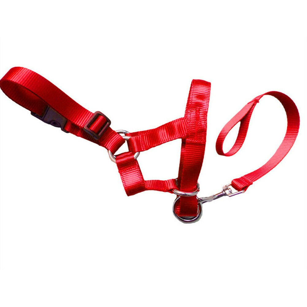 Dog Muzzle & Leash, Nylon